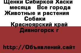 Щенки Сибиркой Хаски 2 месяца - Все города Животные и растения » Собаки   . Красноярский край,Дивногорск г.